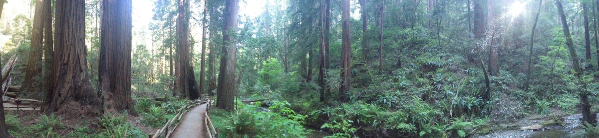 Ontario Urban Forest Council (@oufc_canada) on Twitter photo As #NationalForestWeek wraps up, the <a href="/OUFC_Canada/">Ontario Urban Forest Council</a> shares our final favorite tree from Director Ben Kuttner in Muir Woods, California! 🌳 “After a whole day in the woods, we are already immortal.” - John Muir As #NationalForestWeek wraps up, the <a href="/OUFC_Canada/">Ontario Urban Forest Council</a> shares our final favorite tree from Director Ben Kuttner in Muir Woods, California! 🌳 “After a whole day in the woods, we are already immortal.” - John Muir