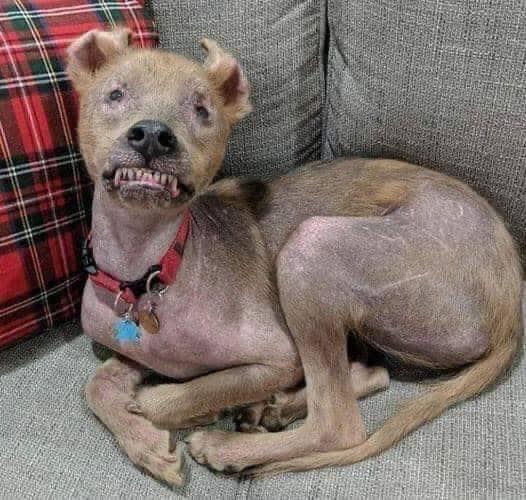 DogLovers03's tweet photo. "I know my baby will scare some people. But no, he's not a monster!!! He is a hero.
My child survived brutal abuse, he is part of our family now and we will do everything we can to make him happy. He deserves a second chance and he will get it. Because for some of us, life is worth it. "