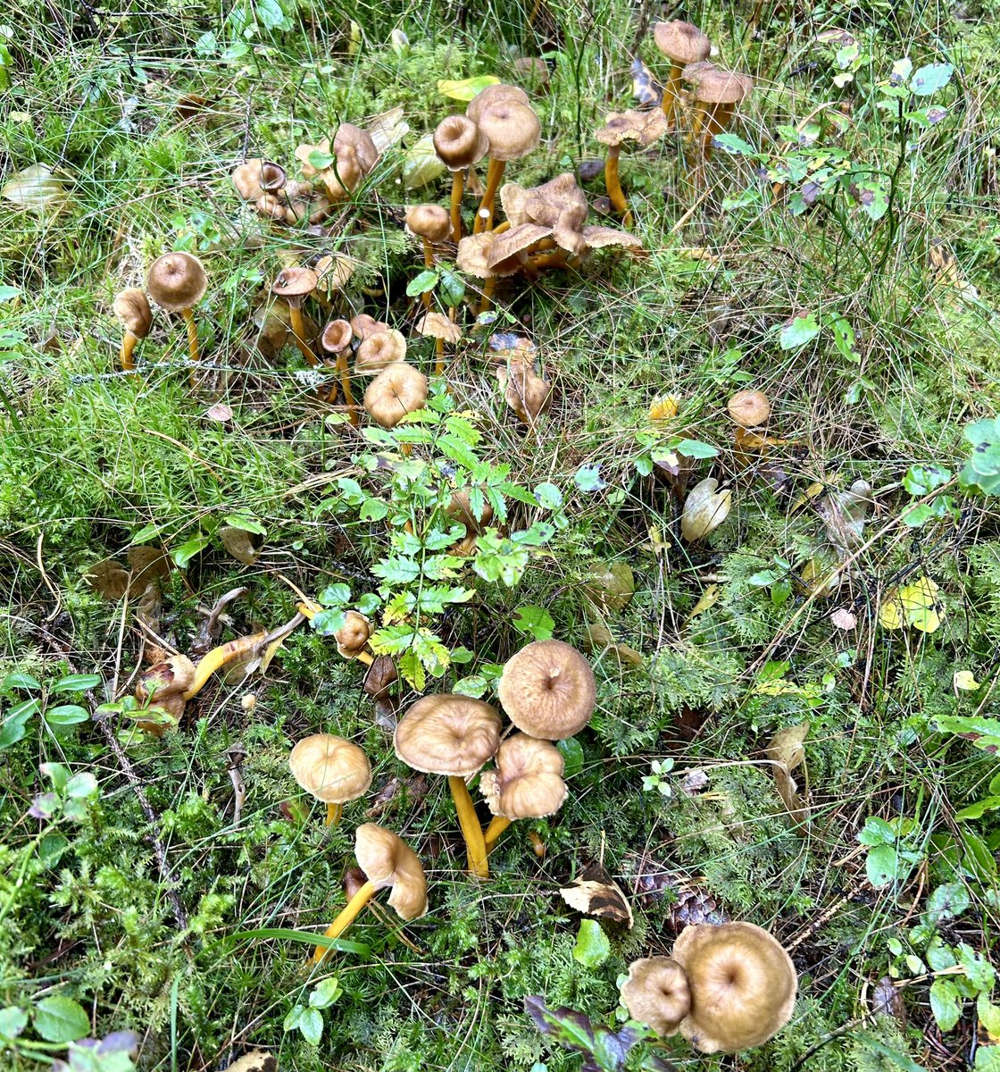 TimoTossavainen's tweet photo. Pari ämpärillistä löytyi näitä mökkimaisemista, kun ennen ruokaa käytiin metsässä. Ja hieman kanttarelleja myös.
Metsässä oli levollista🤗
#Suppilovahvero #Suppis #Sienestys #Mökkeily #Kuomiokoski https://t.co/ZGA4LSPeQN