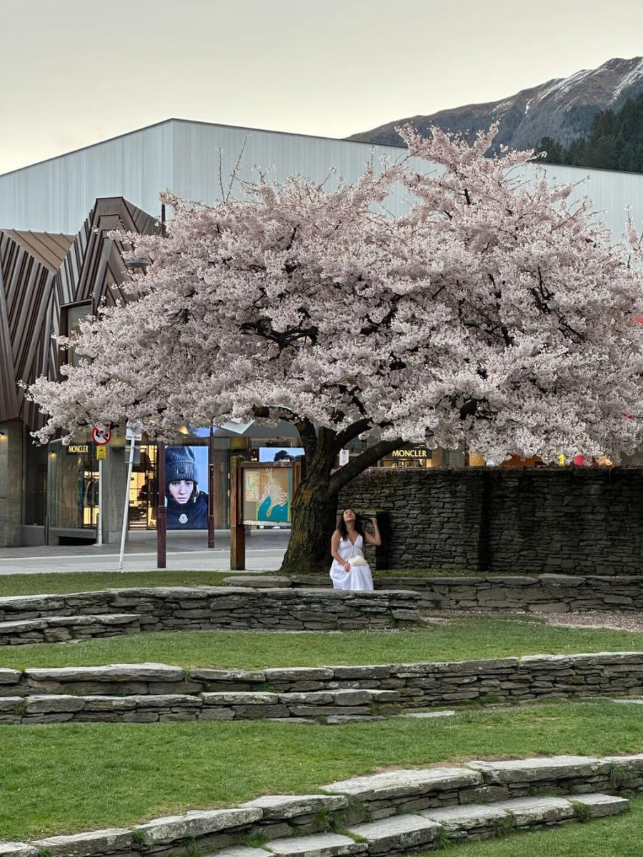 hwqpoj's tweet image. #CherryBlossom #Queenstown #NewZealand