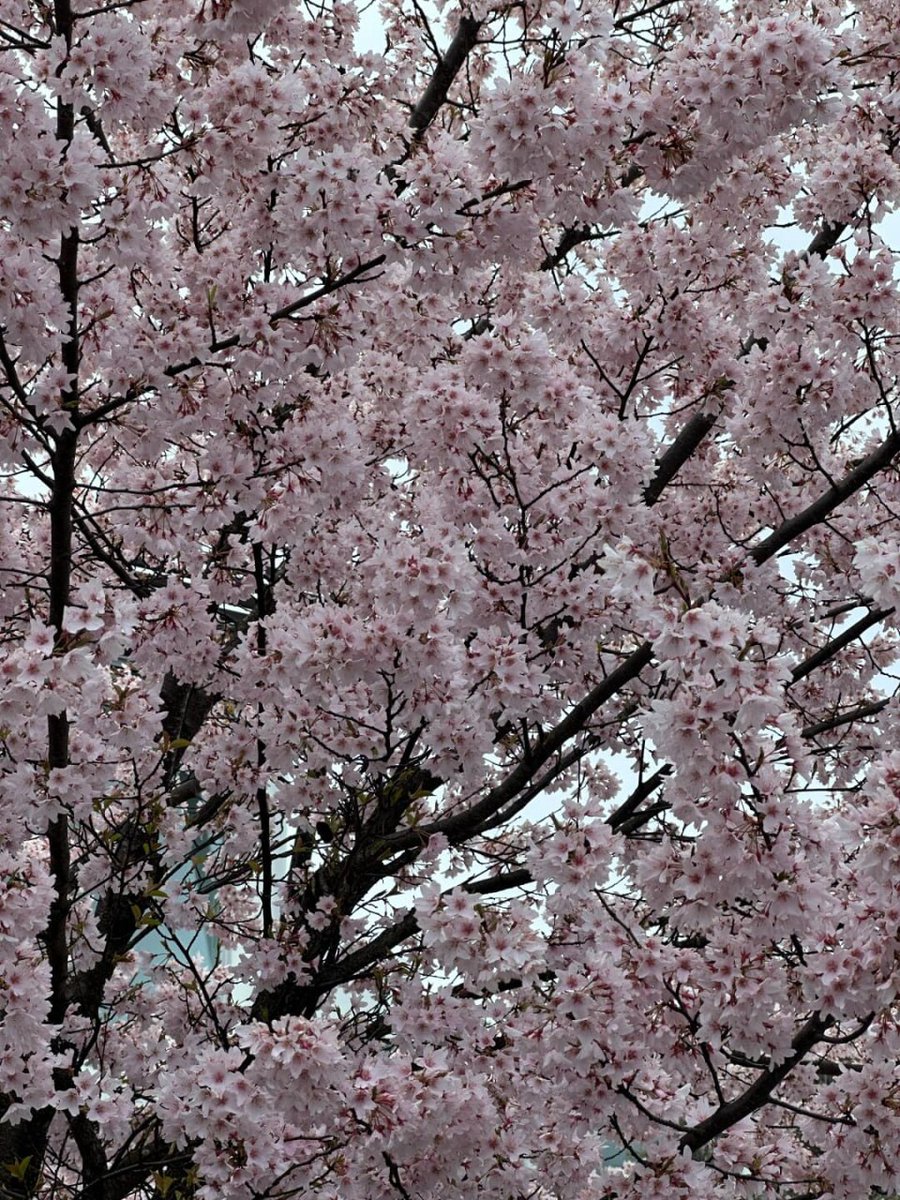 hwqpoj's tweet image. #CherryBlossom #Queenstown #NewZealand
