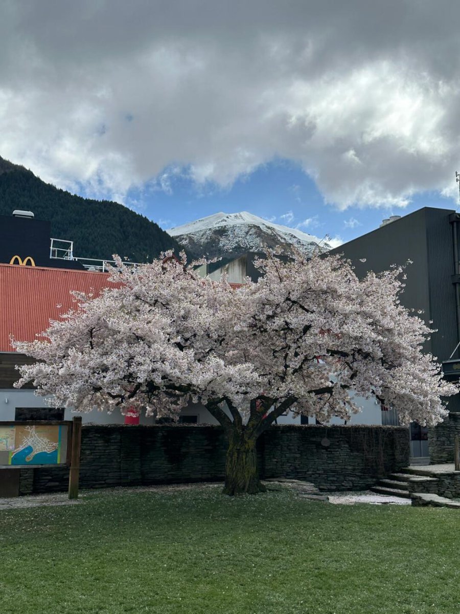 hwqpoj's tweet image. #CherryBlossom #Queenstown #NewZealand