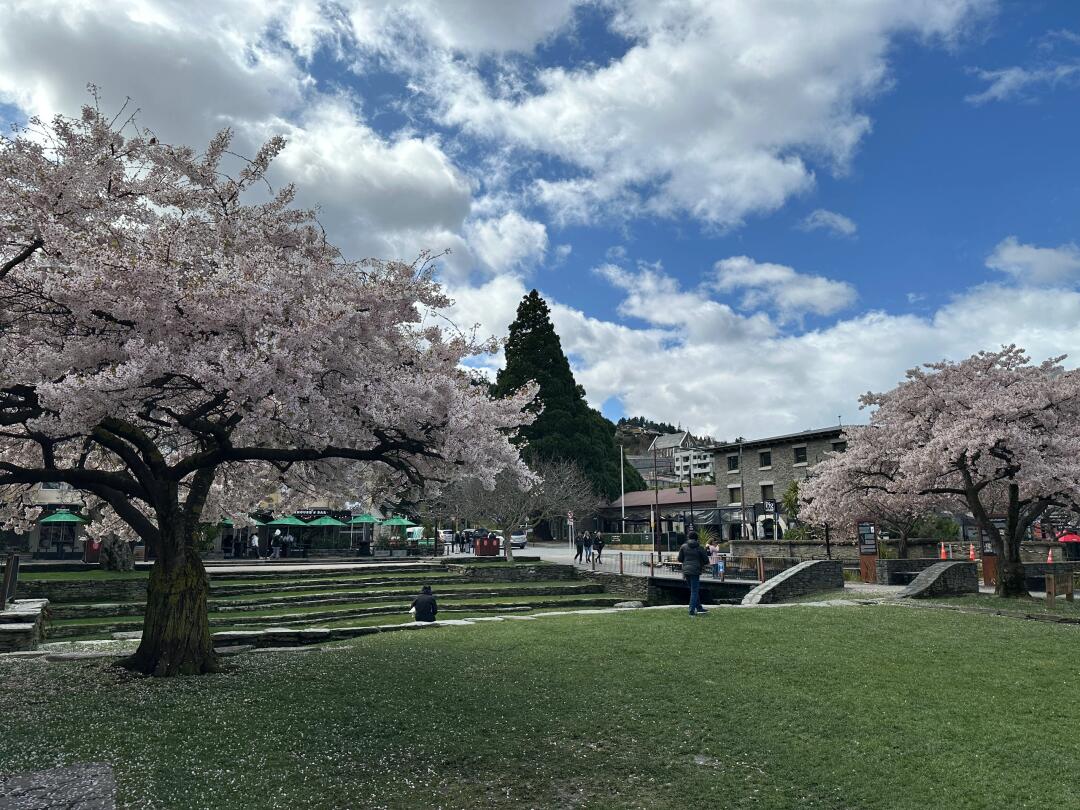 hwqpoj's tweet image. #CherryBlossom #Queenstown #NewZealand