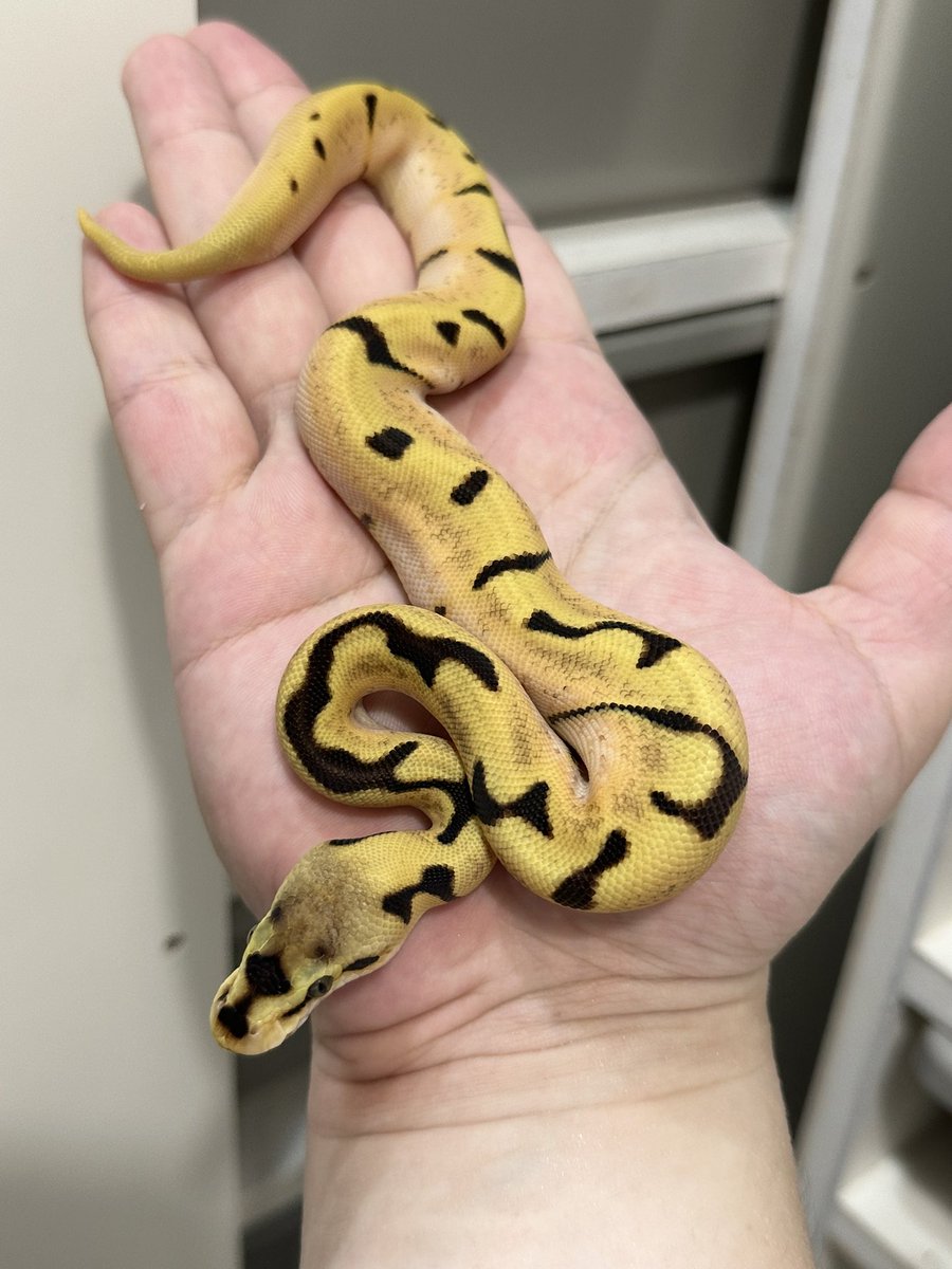 ⭐️ページ 74th (@74th) / Posts / X