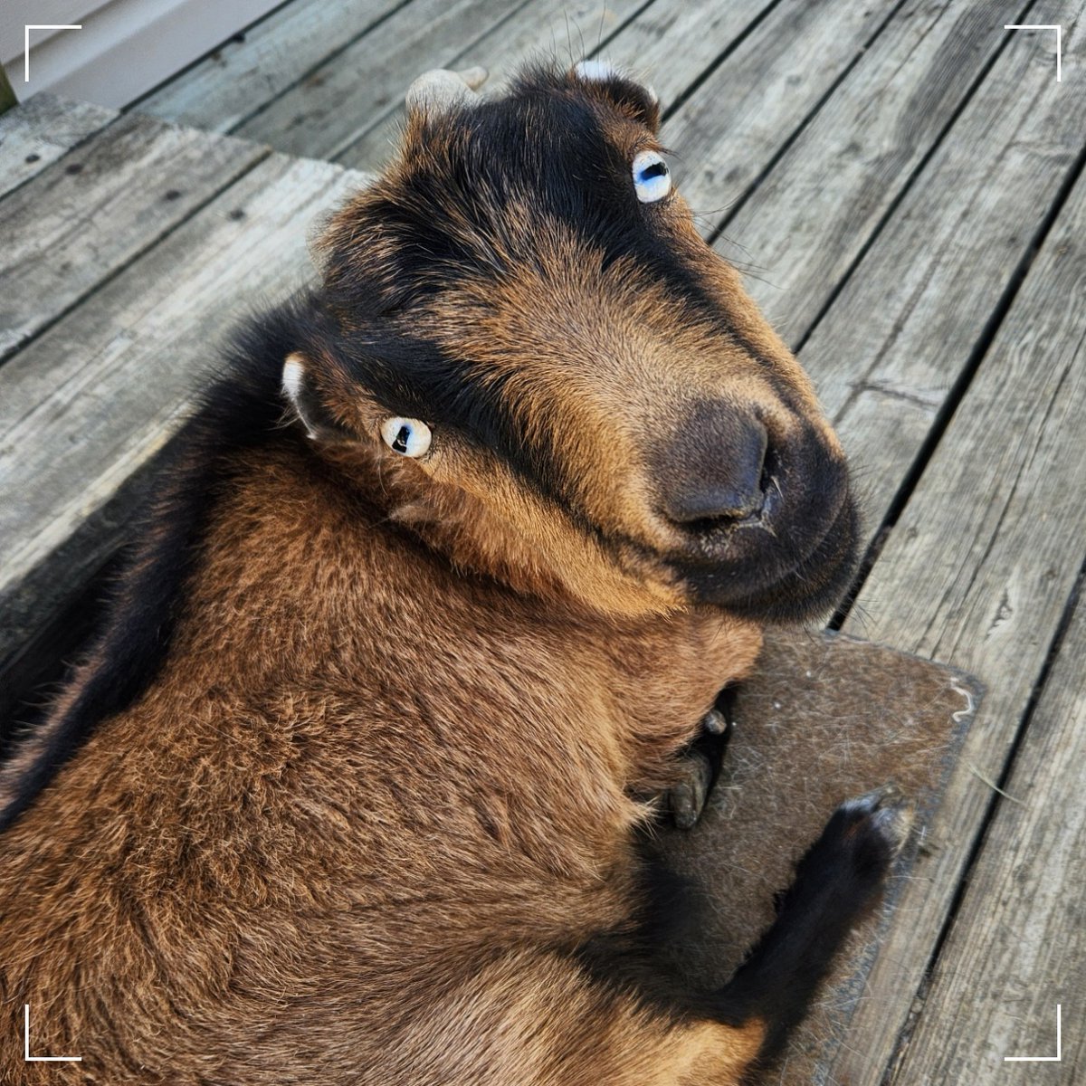 WFAS_cares's tweet photo. I posted the cutest photo of Penny yesterday - but you didn't get to appreciate just how beautiful her eyes really are! https://t.co/q7gaPtEoFd