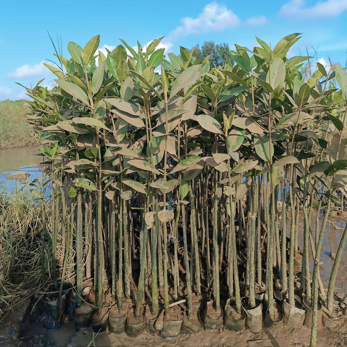itsBiswajeet's tweet photo. #Community_Led_Mangroves_Initiative
Empower local communities to take ownership of mangrove conservation
Enhance coastal resilience and biodiversity. #Paradeep
@SATTVIC_SOUL
@CollectorJspur @dfomangrovefdwl @abhi_panda28  @SampadSwainBJP
@AdyashaSatpath3  @tanaya_p https://t.co/ECIQrYtOzf