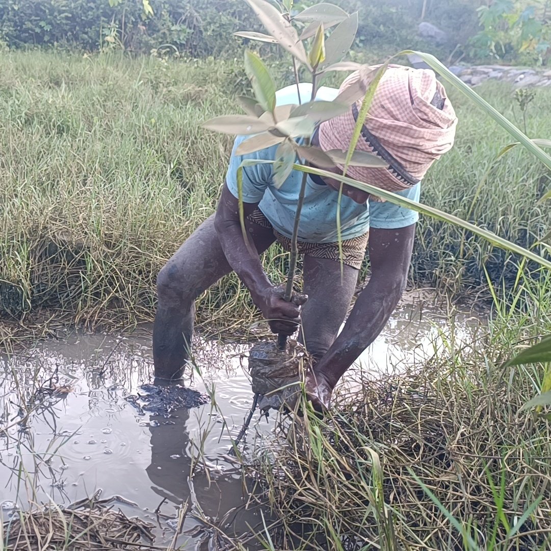 itsBiswajeet's tweet photo. #Community_Led_Mangroves_Initiative
Empower local communities to take ownership of mangrove conservation
Enhance coastal resilience and biodiversity. #Paradeep
@SATTVIC_SOUL
@CollectorJspur @dfomangrovefdwl @abhi_panda28  @SampadSwainBJP
@AdyashaSatpath3  @tanaya_p https://t.co/ECIQrYtOzf