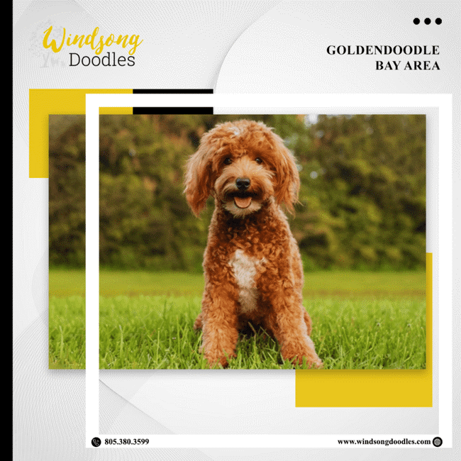 labradoodlemoon's tweet image. Searching for a Goldendoodle in the Bay Area? Look no further! Our carefully bred pups are known for their intelligence, loyalty, and irresistible charm.

bit.ly/3QIHsFD 

#WindsongDoodles #TrainedGoldendoodle #CaliforniaPets #DogTraining
