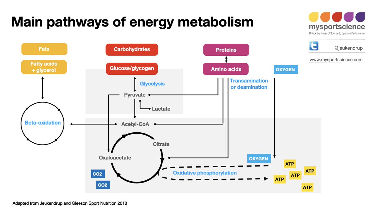 Jeukendrup's tweet photo. How does the body use the food we eat to supply energy? This blog describes the basic science of our energy systems: https://t.co/wqObrKe8OA https://t.co/ZYdKFJvgvW