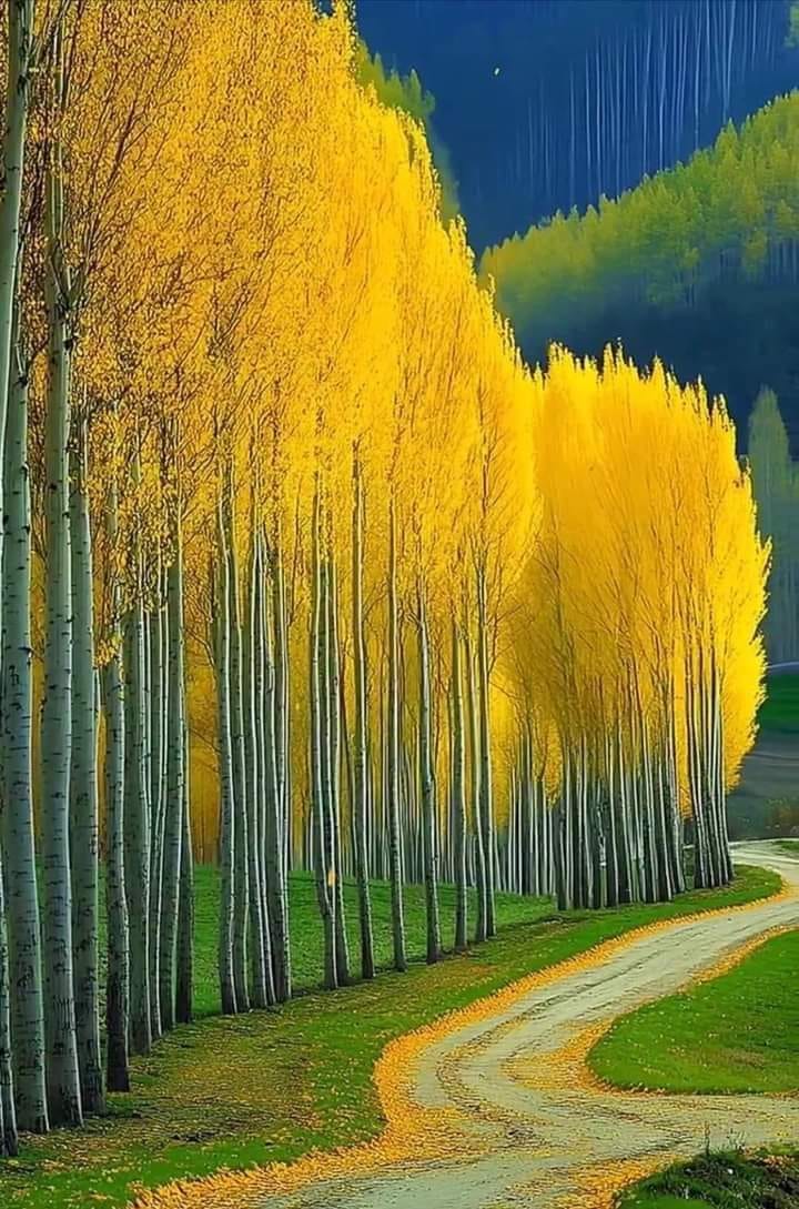 Francisco Ribeiro tweet media