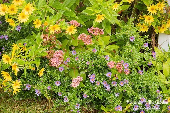 MomentsintheG's tweet photo. Flowers that you can count on providing colour in the fall garden. #helianthus #rudbeckia #aster #dahlia #sedumautumnjoy #chrysanthemum #fallgarden #fallplants #lateflowering #momentsinthegardenphotography https://t.co/uXJB2uJ474
