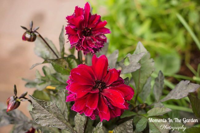 MomentsintheG's tweet photo. Flowers that you can count on providing colour in the fall garden. #helianthus #rudbeckia #aster #dahlia #sedumautumnjoy #chrysanthemum #fallgarden #fallplants #lateflowering #momentsinthegardenphotography https://t.co/uXJB2uJ474