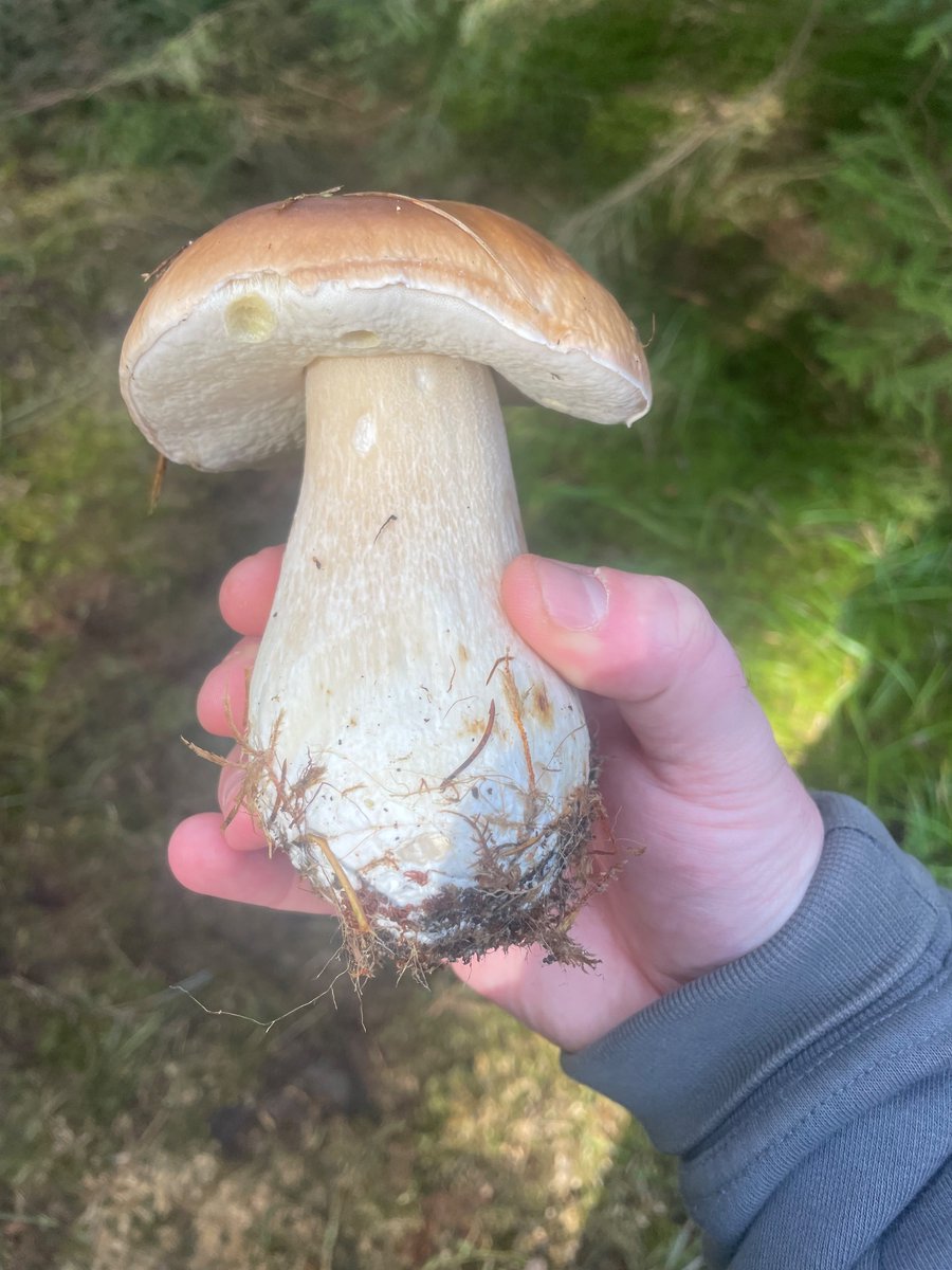 RealClaimoar's tweet image. Went to collect shrooms. Also a frog.