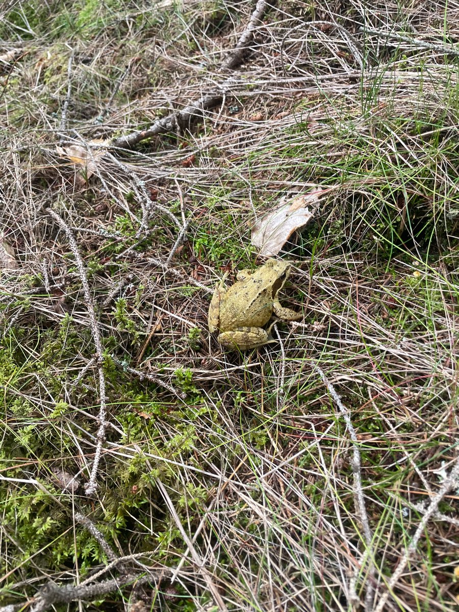 RealClaimoar's tweet image. Went to collect shrooms. Also a frog.