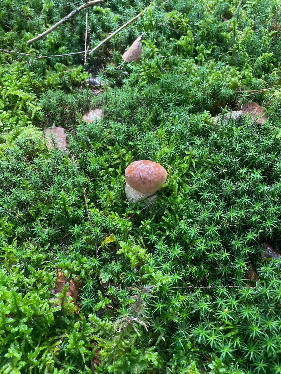 RealClaimoar's tweet image. Went to collect shrooms. Also a frog.
