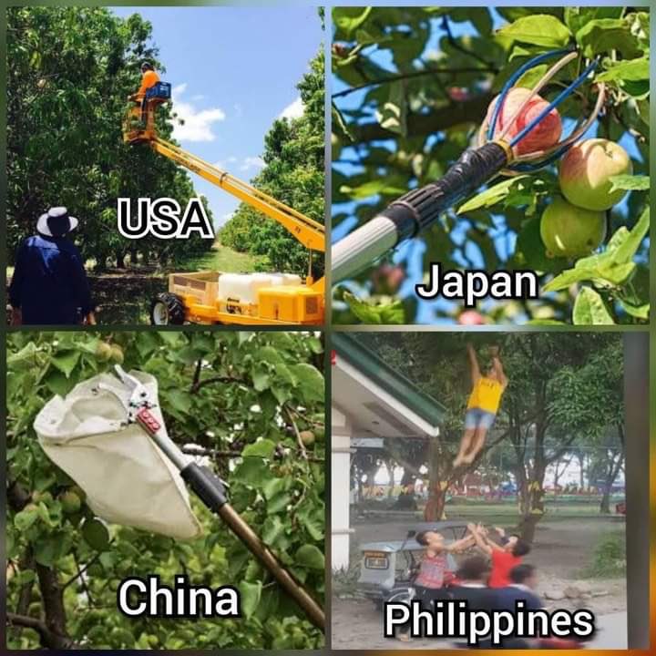 PinoyCoinSol's tweet image. We’ll get the fruit no matter what! $PINOY #NationFi