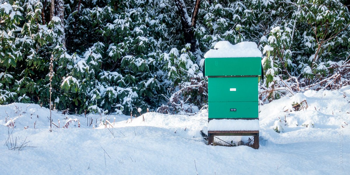 The Apiarist tweet media