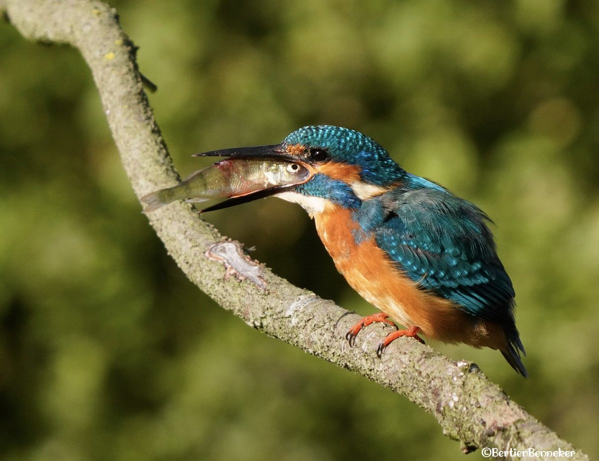 _Bertien_'s tweet photo. Daar gaat het visje ☺️ #kingfisher #ijsvogel #NatureBeauty #NatureWonders #naturephoto #oelemars #Losser 🧡💙 https://t.co/WMi7cKZ3rf