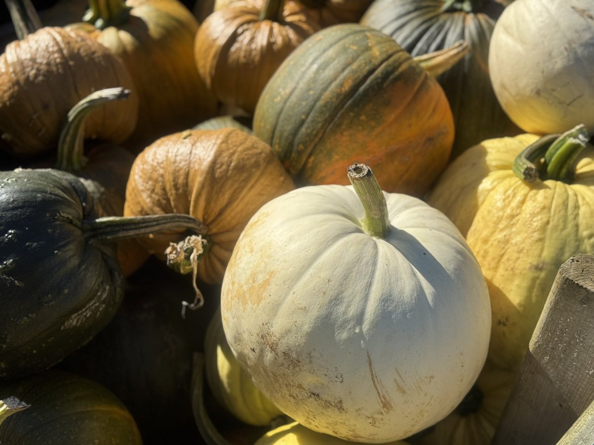 LincsConnect's tweet photo. It was lovely to visit @DoddingtonHall today The #pumpkins &amp; #squashes are on sale…

#LincsConnect 
#ShopLincs https://t.co/x8aaj59OsW