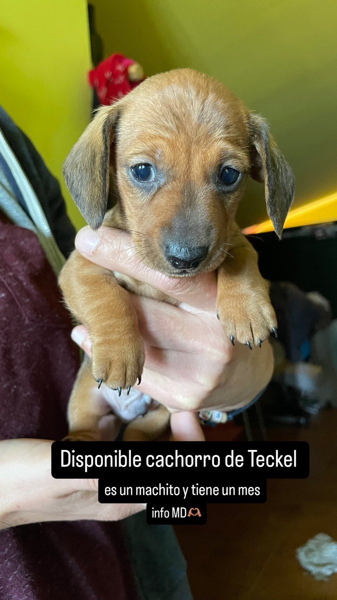 iriaacedo's tweet photo. Disponible cachorro de TECKEL. https://t.co/HYlGYctTTI