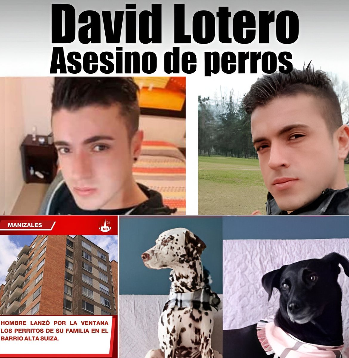Horrible crimen en Manizales: Hombre asesinó a 2 perritos lanzándolos desde el noveno piso de un edificio. ¡SE BUSCA!

Testigos indican que, ayer 27 de septiembre, este hombre ingresó a la vivienda de su madre y asesinó a sus dos perritos, arrojándolos desde una ventana del