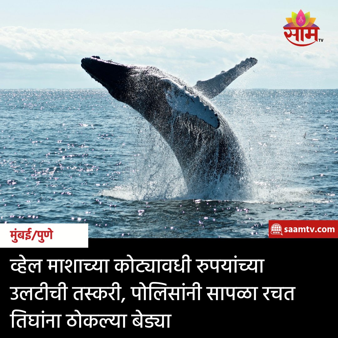 saamTVnews's tweet photo. व्हेल माशाची उलटी विक्री करण्यासाठी आलेल्या तिघांना कल्याण क्राईम ब्रँचने सापळा रचत बेड्या ठोकल्यात आहेत. अनिल भोसले, अंकुश माळी, लक्ष्मण पाटील, अशी तिन्हीआरोपींची नावे आहेत.
#WhaleFish #Smuggling #Updates #Crime #MarathiNews #Updates #MarathiUpdates https://t.co/zjMT1wbPS9