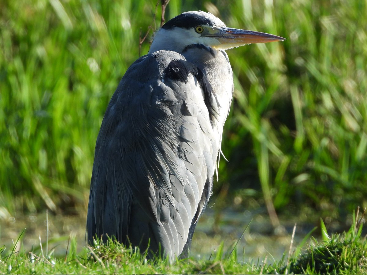 ecology_cymru's tweet photo. Grey Heron having a rest on #GwentLevels @GOS_birds https://t.co/yR5NAGaFV7