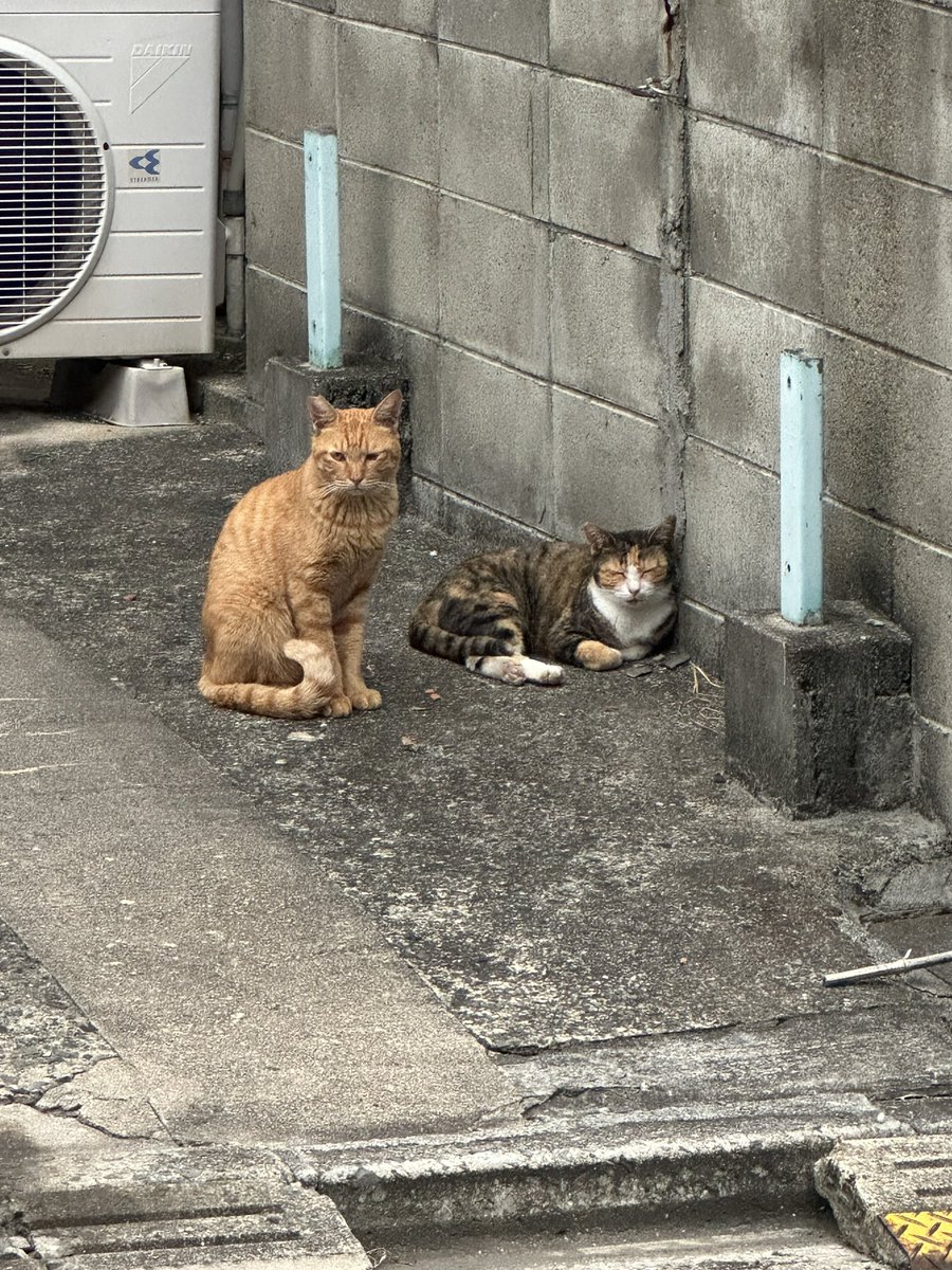 matukuvo's tweet photo. ちょっと聞いてください。
他人様を疑うのは、どうかと思うんやけど…
我が家の向かいの借家の住人が先日この家から出て行った後、猫が2匹 この借家の前から離れずにずっと横たわってます。
確か、この家には猫が2匹飼われていましたが…
ひょっとして置き去りに？
＃ねこ https://t.co/aiNHbSGXFC