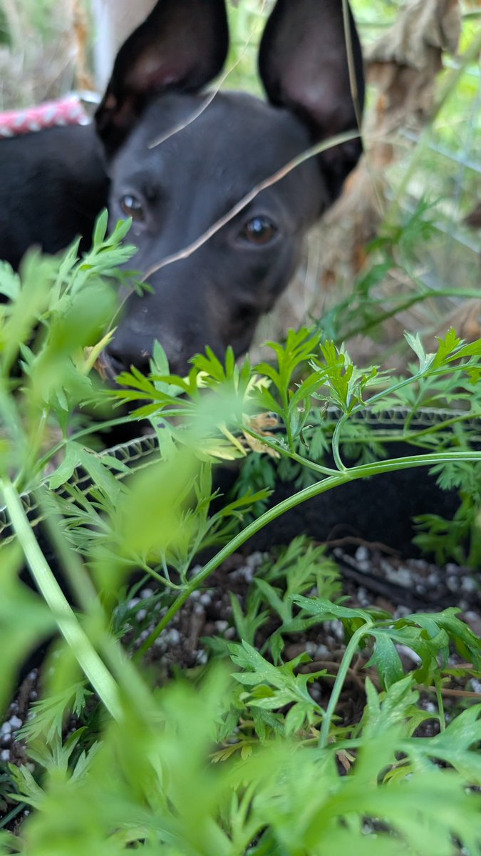 greetingProgram's tweet image. Early morning butterflies and blooming flowers. Autumn and spring are truly my favorite seasons! Y'all need to remember to get out and enjoy nature. It's best with your favorite people and pets #pixelsuperfans #pixel9proxl #NatureTherapy #SaturdayMorning