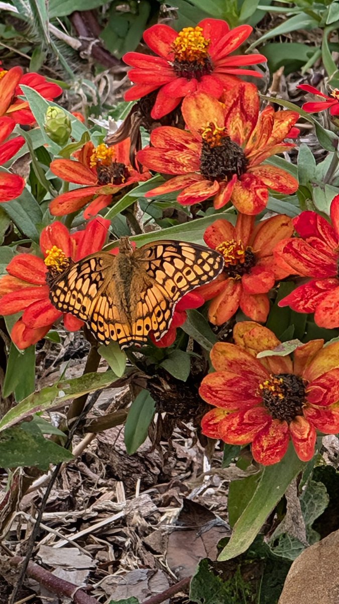 greetingProgram's tweet image. Early morning butterflies and blooming flowers. Autumn and spring are truly my favorite seasons! Y'all need to remember to get out and enjoy nature. It's best with your favorite people and pets #pixelsuperfans #pixel9proxl #NatureTherapy #SaturdayMorning