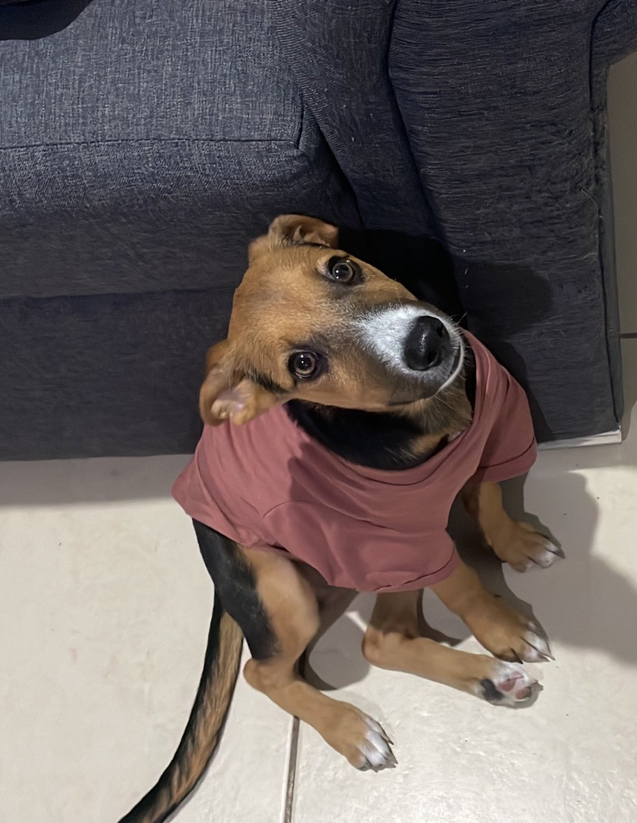 Redancestral's tweet image. Ya no sabemos qué hacer con nuestra perrija🥺 entre que no vienen y le ponen su última vacuna porque #terror en Culiacán, no se puede salir a sacar su energía porque #secuestros Culiacán, llega Isis, con un ascendente en Escorpio, Luna en sagitario, regido por Marte conjunto a…