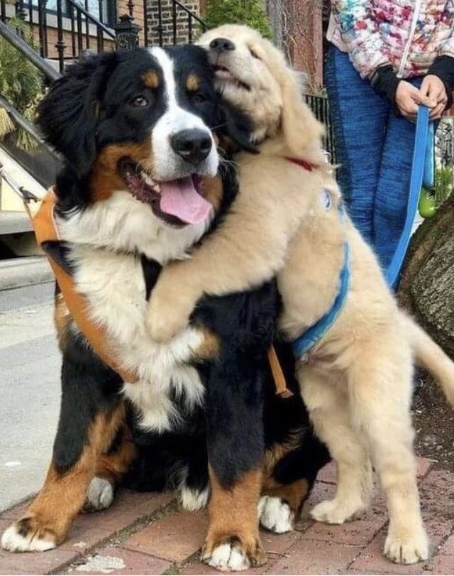 Animal_fanlover's tweet photo. https://t.co/FfOotRNHZ9
