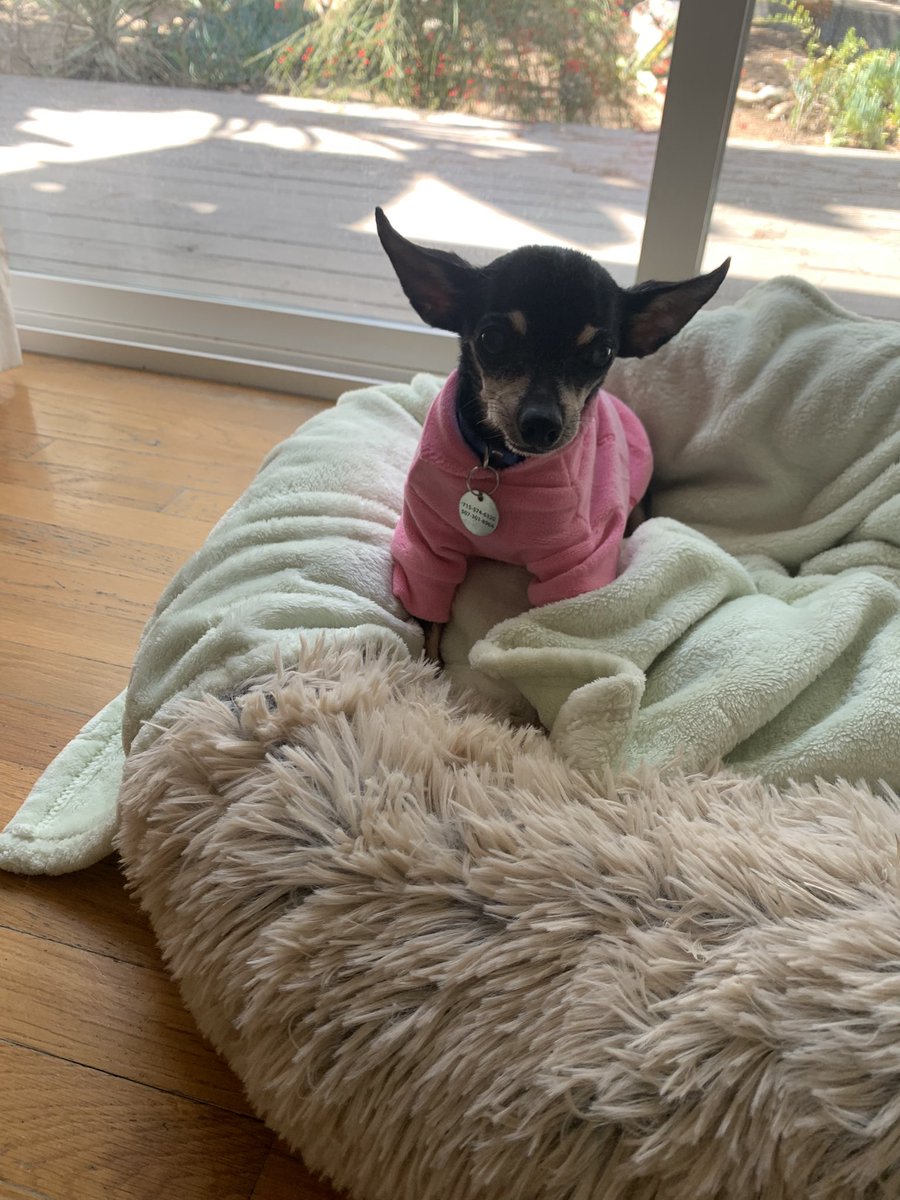 jennyspups's tweet photo. @TheHerdHouse We have nothing but Ruggable in our house, for good reason: 3 elderly sweethearts who sometimes dribble. https://t.co/xJRQi7tKQs