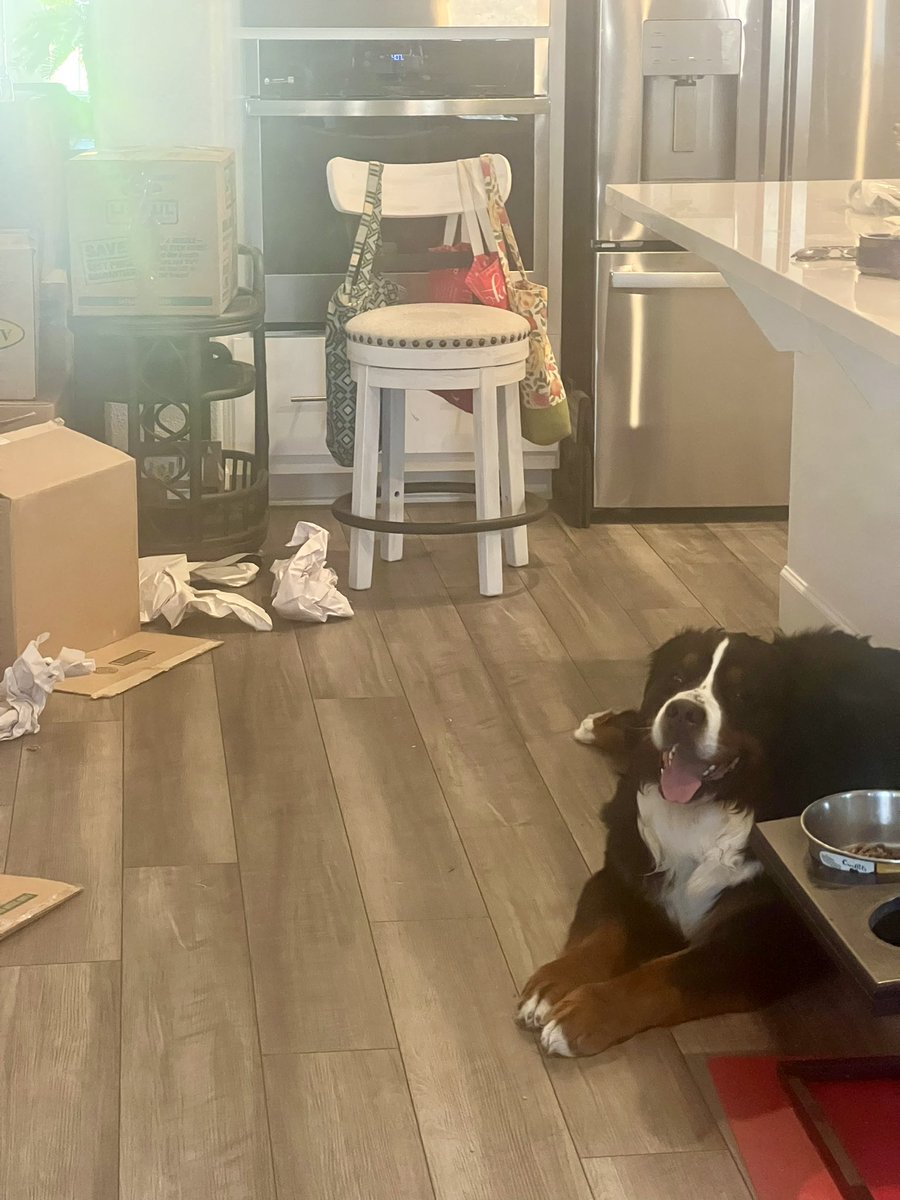 RussianBerner's tweet image. The most prized possessions are never packed in moving boxes 😊🥰 #movinghouse #bernesemountaindog #lovemyboy