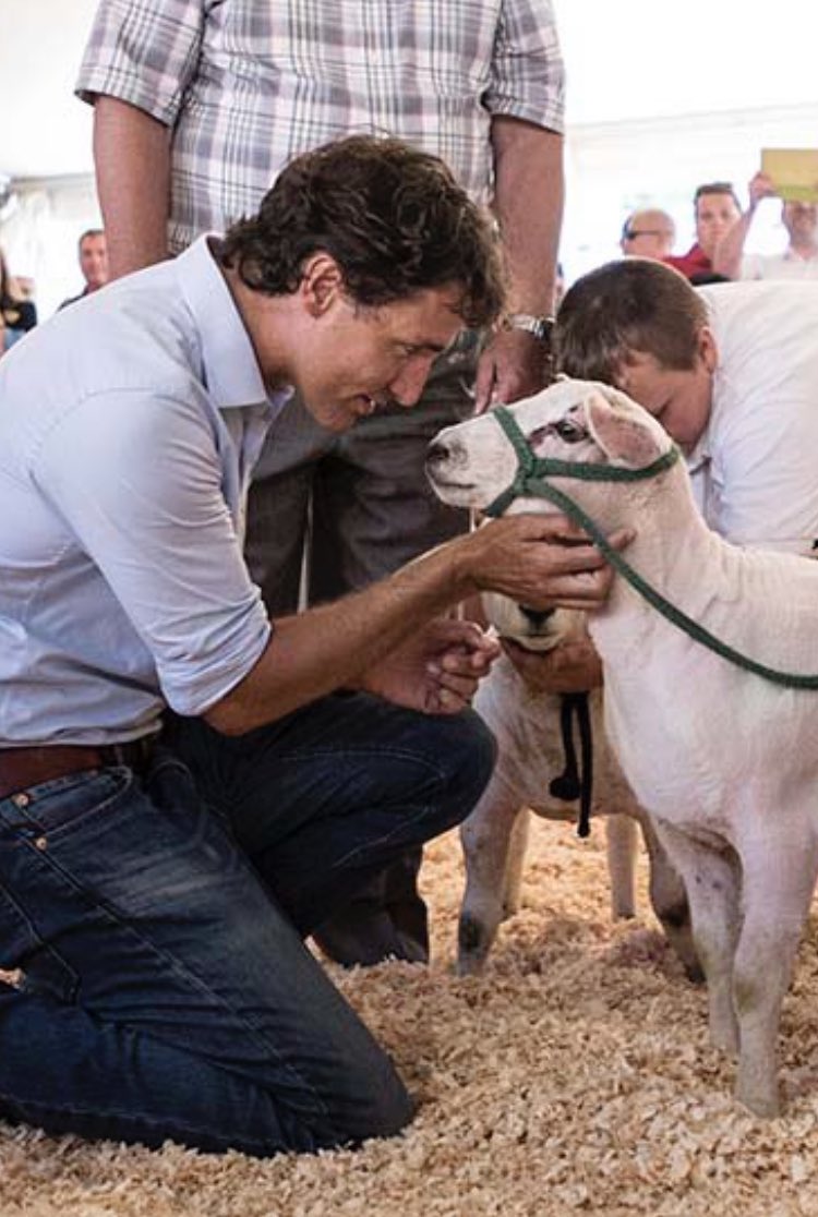 JonDault's tweet image. Lib supporters 👇🏼