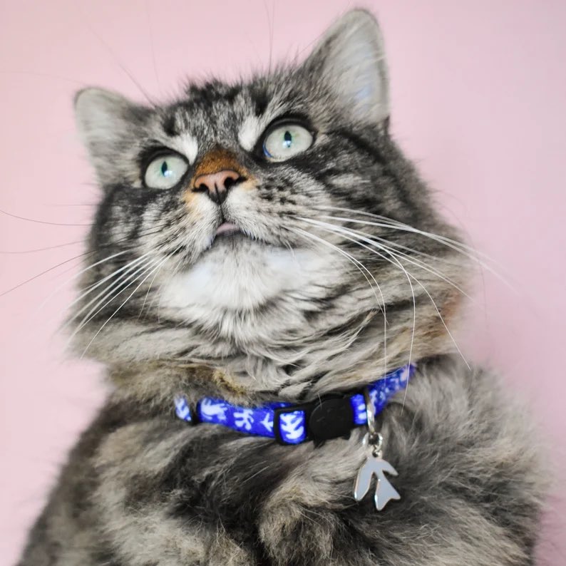 masato_jones's tweet photo. As itβs #caturday take a look https://t.co/oT2vhmhHs9 #catcollars and cat pins https://t.co/MFZmBxw4e3