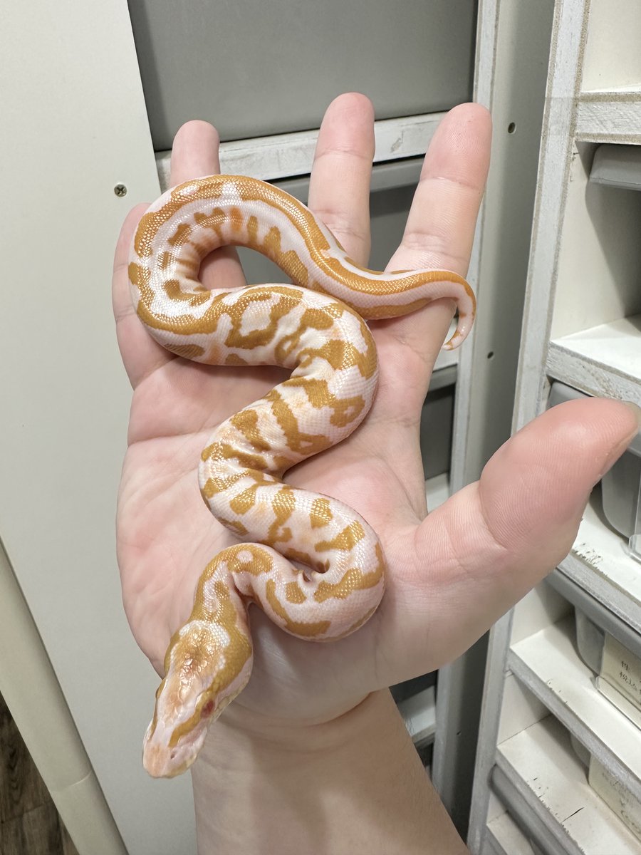 爬虫類ショップ 天和(tenwa_reptiles) tweet media