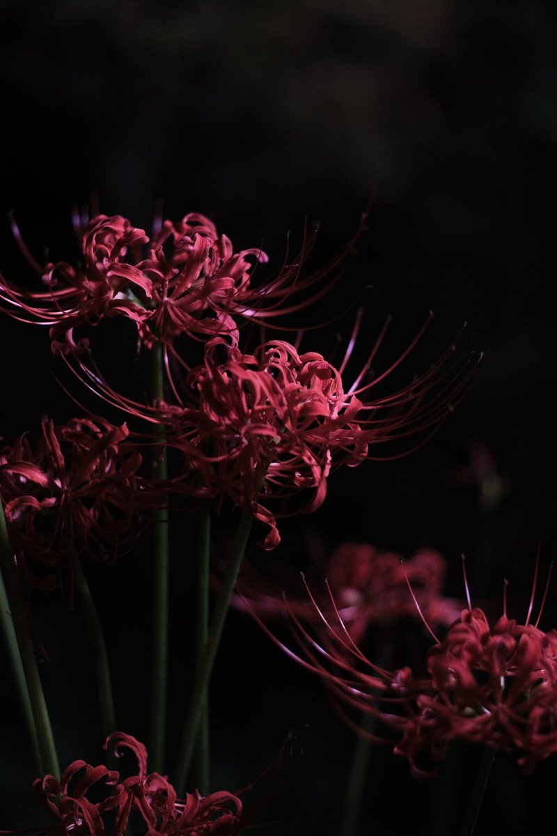 suga_photo12's tweet photo. さらにストロボなしで撮るとこうなる。ISO800の開放F1.5。

Camera : FUJIFILM X-T5
Lens : Helios-40-2 85mmF1.5
Adapter : Lens Turbo Ⅱ

#彼岸花 #上野公園 #helios40 #fujifilm #xt5 #オールドレンズ #oldlens #photography https://t.co/TbF0pvBkdM