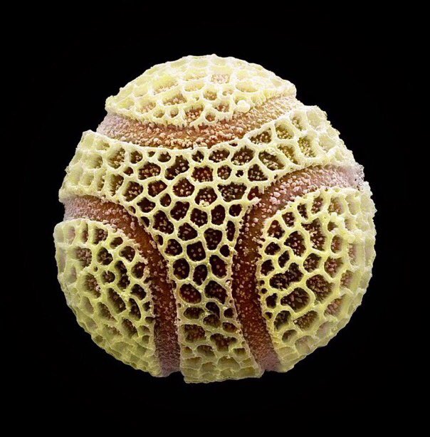 electron microscope image of a passion flower pollen grain