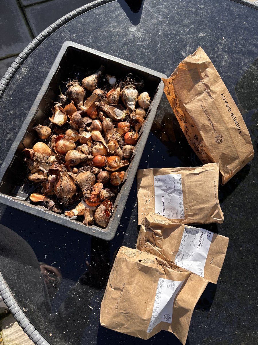 AlwaysComputing's tweet image. It’s bulb planting day! 🌷