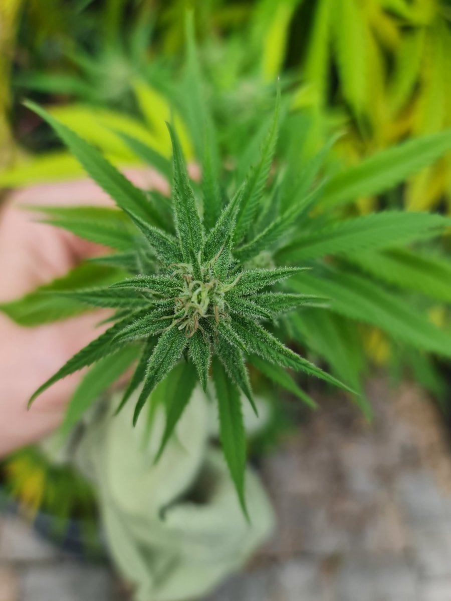 Charlie_denkt's tweet image. Meinung bitte... nich bissl, oder?
#Oregano 😏