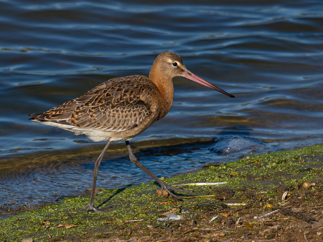 Jon W (@_fivefootseven) on Twitter photo The sun was out so I popped to Abberton this morning. Lots of hirundines gathering. <a href="/EssexBirdNews/">EBwS Bird News</a> <a href="/EssexWildlife/">Essex Wildlife Trust</a> The sun was out so I popped to Abberton this morning. Lots of hirundines gathering. <a href="/EssexBirdNews/">EBwS Bird News</a> <a href="/EssexWildlife/">Essex Wildlife Trust</a>