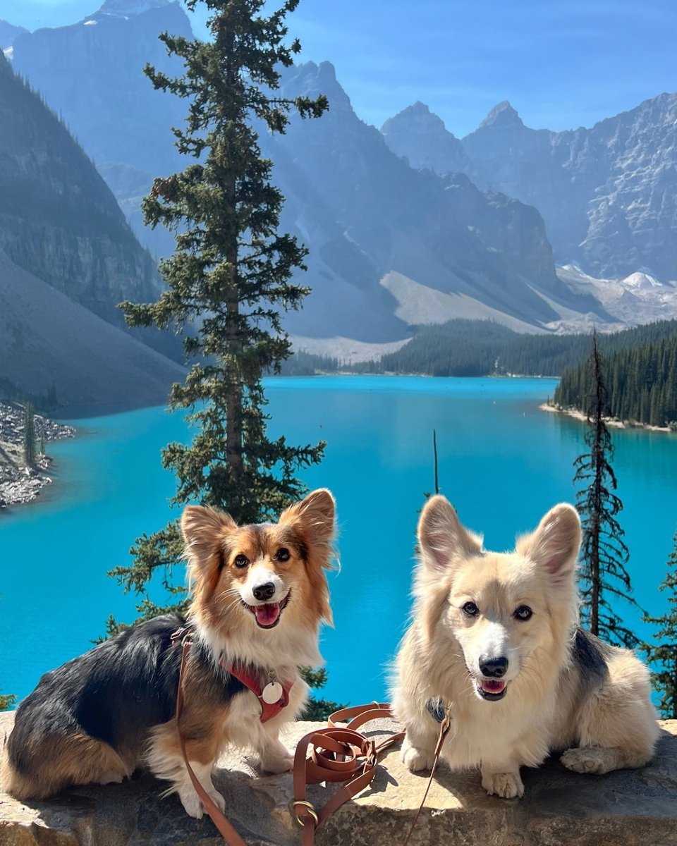 banfflakelouise's tweet photo. Click through to 'fall' in love with this month's #DogsOfBanff adventures ๐ ๐พ ๐ถ
Find a pet-friendly hotel: https://t.co/6FkQO86w9i
๐ธ: lucy.thetoller/IG
๐ธ: marta.themountaindog/IG
๐ธ: boba.theschnauzer/IG
๐ธ: theblondecorgi/IG
#MyBanff https://t.co/nAzCl0OzUr