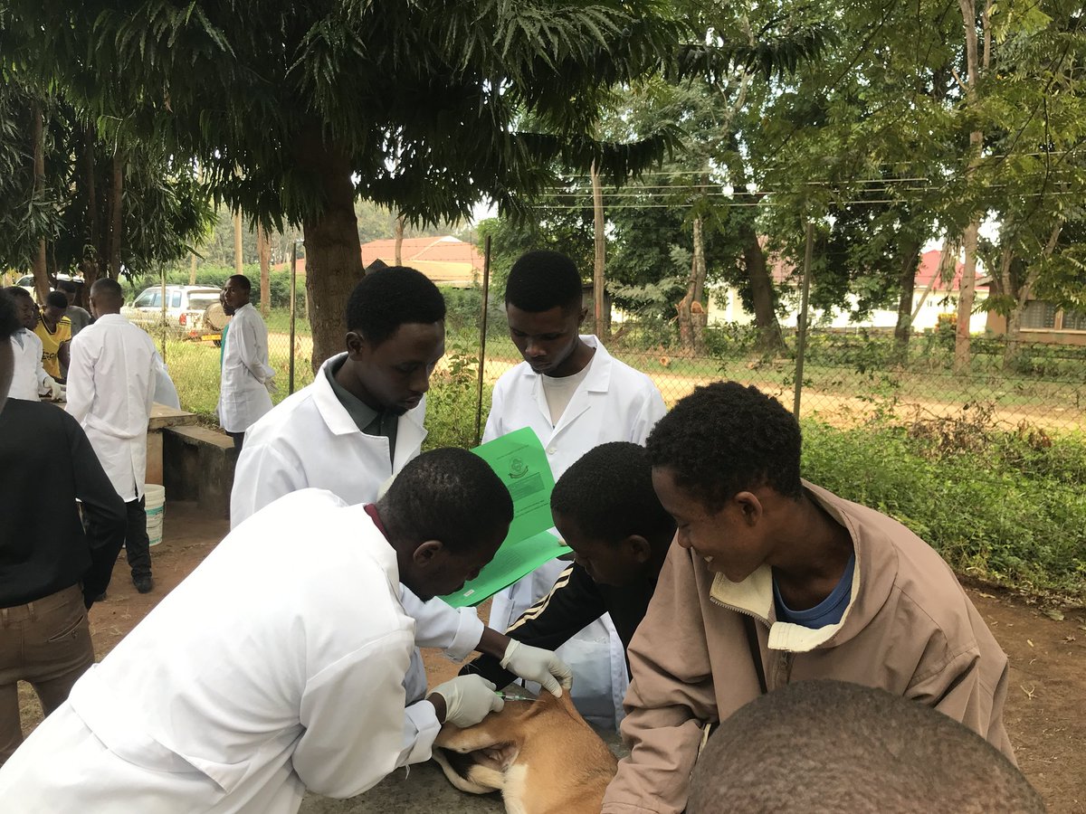 Let's make Tanzania and the world rabies-free. 🐾 CVMBS is committed to making a difference. Visit our website (link on bio 👆🏽) to learn more about our work and how you can join the fight.

 #WorldRabiesDay #ZeroBy30 #RabiesPrevention #CVMBS #SUA
<a href="/SokoineU/">Sokoine University of Agriculture (SUA)</a>