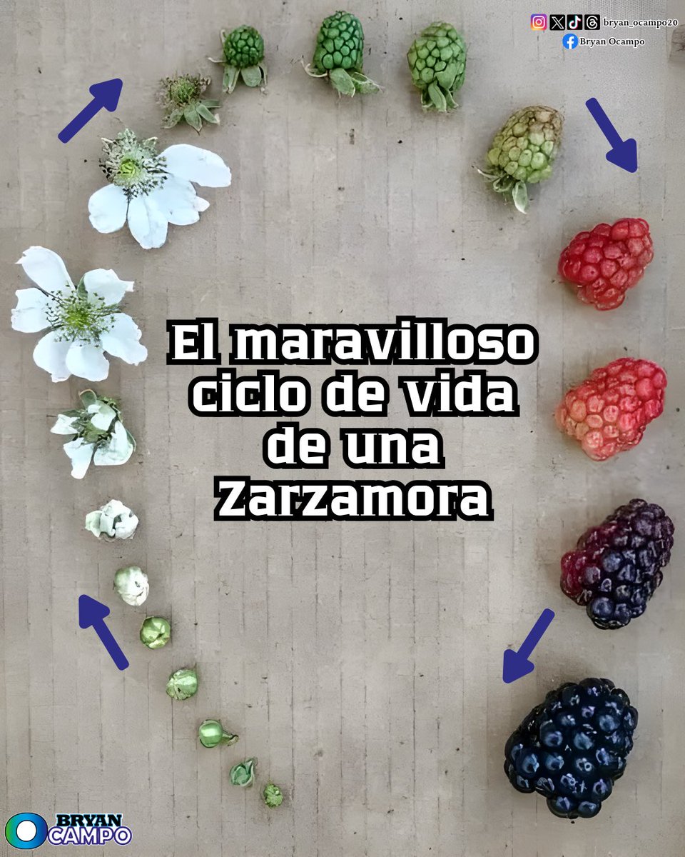 bryan_ocampo20's tweet image. Descubre el fascinante ciclo de vida de la zarzamora, desde la flor hasta su delicioso fruto. 🍇🌱 La naturaleza nunca deja de sorprendernos con su perfección y belleza. ¡Cultivemos y cuidemos lo que nos da!

#naturaleza #zarzamora #agricultura