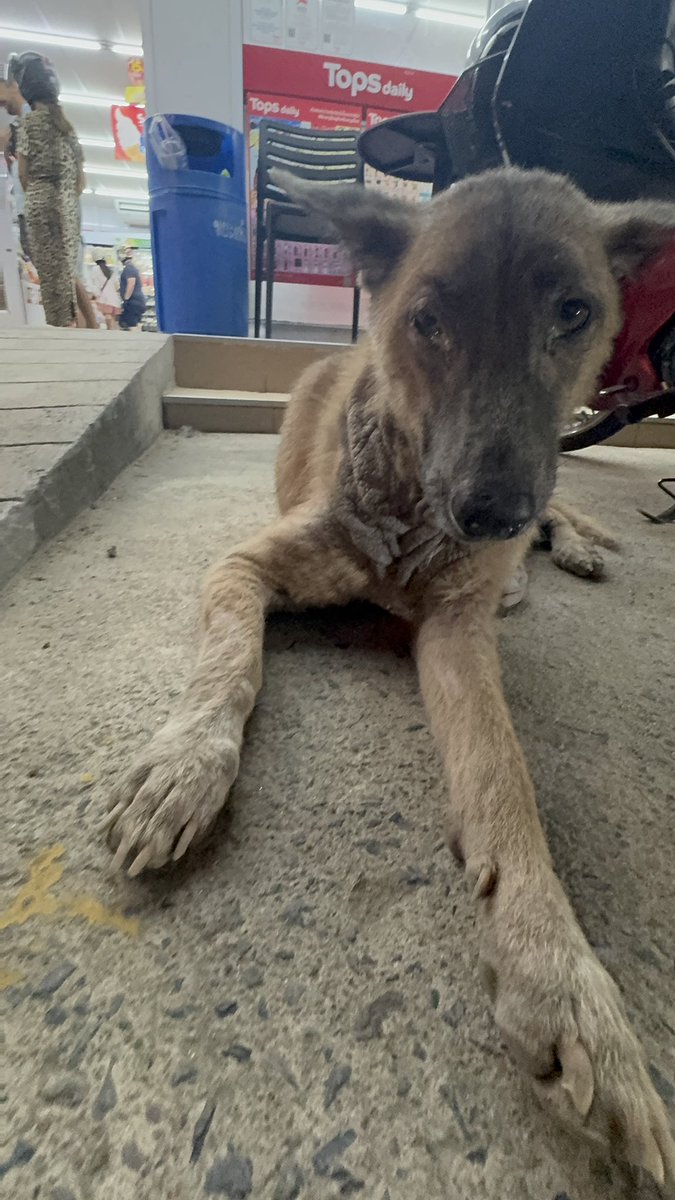 Niall Harbison tweet media