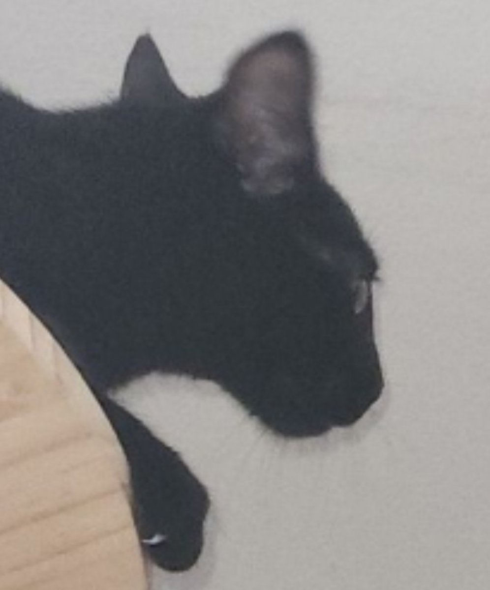 hellon dude tweet media