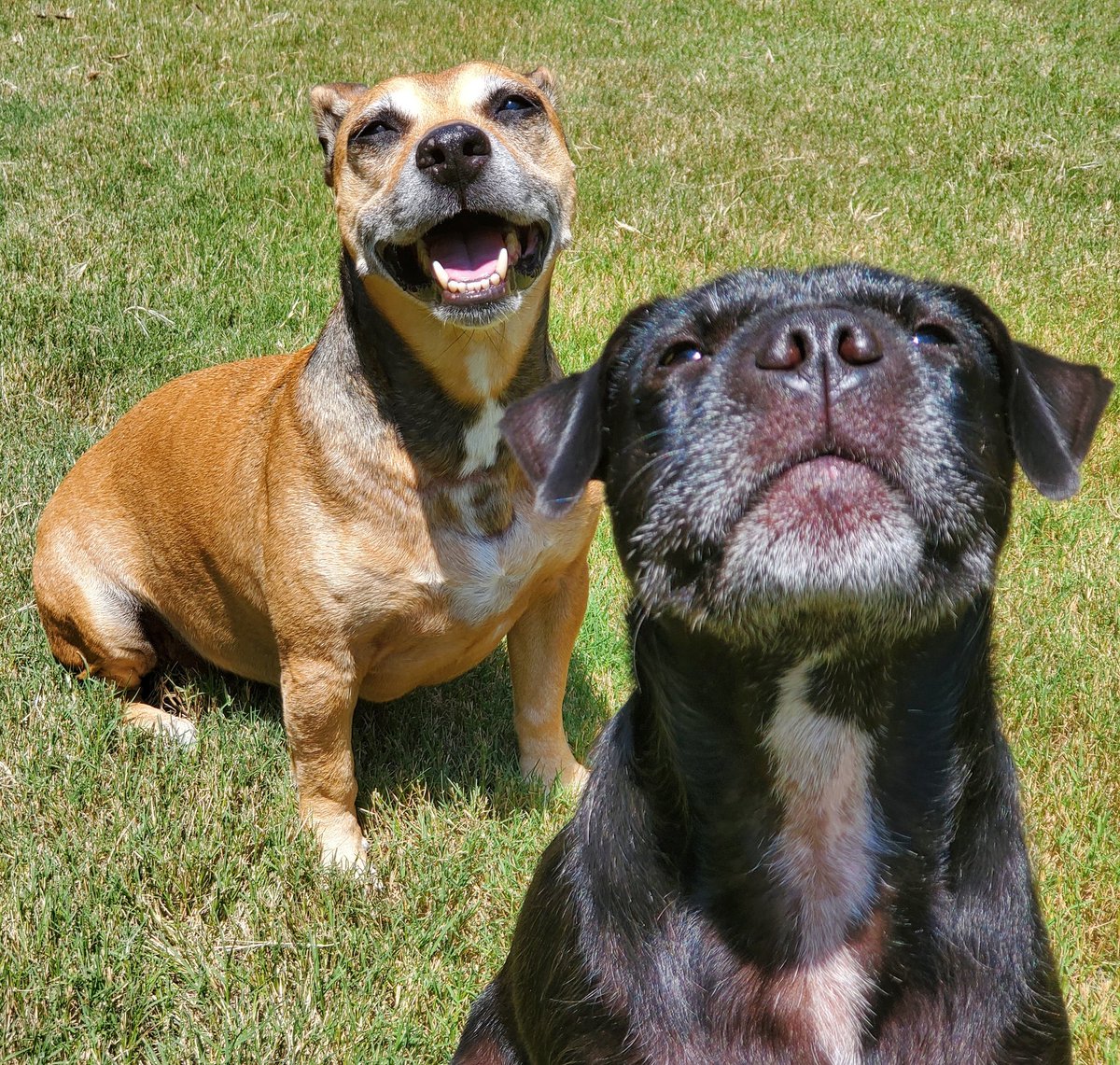Kelly (@ktan_rn) on Twitter photo Thanks for all the birthday wishes so far! Like every year, I'm asking y'all to consider donating to your local animal rescue or to my personal favorite <a href="/SavingGraceNC/">Saving Grace Animals for Adoption</a> to help save more dogs! #dogsoftwitter facebook.com/share/p/fwP161… Thanks for all the birthday wishes so far! Like every year, I'm asking y'all to consider donating to your local animal rescue or to my personal favorite <a href="/SavingGraceNC/">Saving Grace Animals for Adoption</a> to help save more dogs! #dogsoftwitter facebook.com/share/p/fwP161…