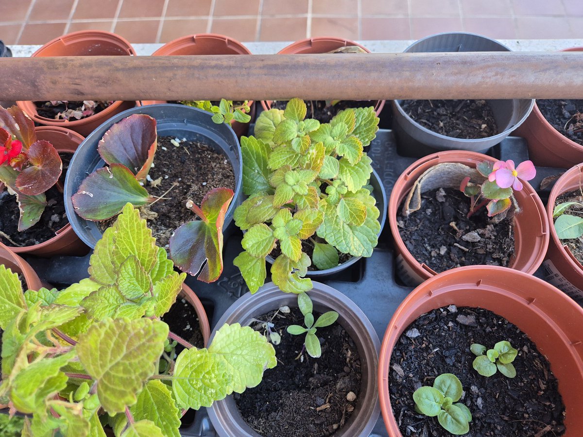 El próximo 20 de octubre intercambiamos esquejes 🌿🪴🏵️, es el momento de preparar los tuyos en una maceta con tierra o en agua. Nosotrxs tenemos ya ejemplares chuliiisimos!!! Se suman la <a href="/asvecmajada/">Asociación Vecinal de Majadahonda</a>  <a href="/EeAMajadahonda/">Ecologistas En Acción Majadahonda</a>  y el banco de tiempo. Habrá talleres para 👶👦 niñxs.