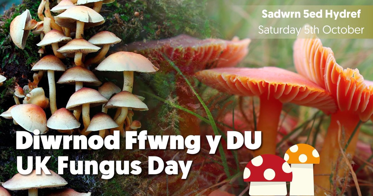 One week to go until UK Fungus Day on the 5th of October. Discover the hidden wonders of these incredible organisms through expert talks, guided tours, activities for all, and a display of some of the weird and wonderful fungal species found locally. 🍄
tinyurl.com/ezf4vxfs